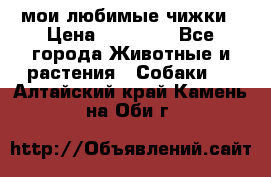 мои любимые чижки › Цена ­ 15 000 - Все города Животные и растения » Собаки   . Алтайский край,Камень-на-Оби г.